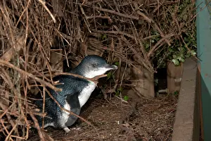 Eudyptula: Little / Little Blue / Fairy Penguin - adult outside its nes
