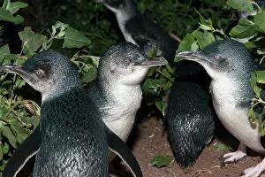Returning: Little / Little Blue / Fairy Penguin - adult returning after