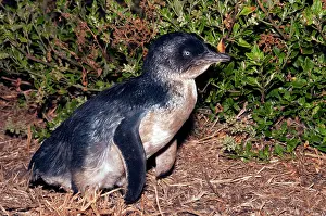 Returning: Little / Little Blue / Fairy Penguin - adult returning to la