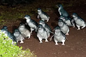 Returning: Little / Little Blue / Fairy Penguin - adults returning to l