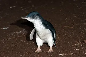Returning: Little / Little Blue / Fairy Penguin - adults returning to l