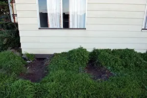 Eudyptula: Little / Little Blue / Fairy Penguin - burrow under houses