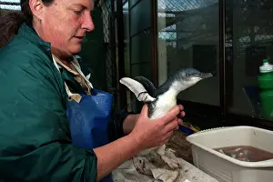 Rehabilitation: Little / Little Blue / Fairy Penguin - carer feeding injured