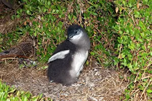 Fledging: Little / Little Blue / Fairy Penguin - chick losing it's dow