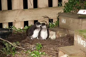 Eudyptula: Little / Little Blue / Fairy Penguin - chicks at nest box ar