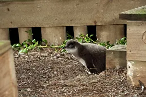 Eudyptula: Little / Little Blue / Fairy Penguin - chicks at nest box ar