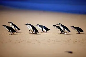 Ashore: Little / Little Blue / Fairy Penguin - coming ashore on the