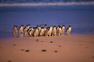 Ashore: Little / Little Blue / Fairy Penguin - coming ashore on the