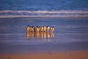 Ashore: Little / Little Blue / Fairy Penguin - coming ashore on the
