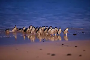 Ashore: Little / Little Blue / Fairy Penguin - coming ashore on the