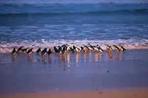 Ashore: Little / Little Blue / Fairy Penguin - coming ashore on the