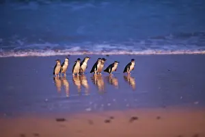 Ashore: Little / Little Blue / Fairy Penguin - coming ashore on the