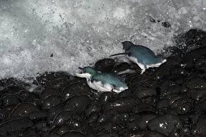Eudyptula: Little / Little Blue / Fairy Penguin - crossing a pebble bea