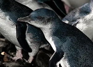 Eudyptula: Little / Little Blue / Fairy Penguin - crossing a pebble bea