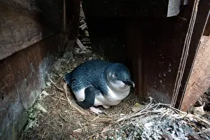Eudyptula: Little / Little Blue / Fairy Penguin - incubating eggs under