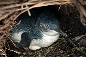 Eudyptula: Little / Little Blue / Fairy Penguin - incubating eggs in bu