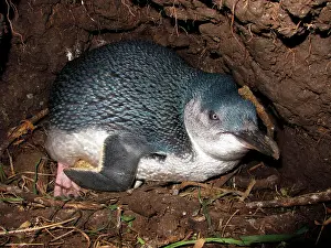 Eudyptula: Little / Little Blue / Fairy Penguin - incubating eggs in bu