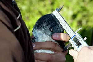 Measuring: Little / Little Blue / Fairy Penguin - being measured to fin