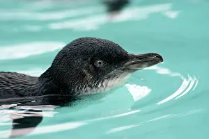 Eudyptula: Little / Little Blue / Fairy Penguin - recovering - swims in