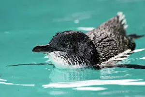 Rehabilitation: Little / Little Blue / Fairy Penguin - recovering - swims in