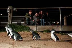 Eudyptula: Little / Little Blue / Fairy Penguin - Tourists at the Pengu