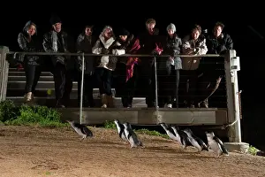 Eudyptula: Little / Little Blue / Fairy Penguin - Tourists at the Pengu