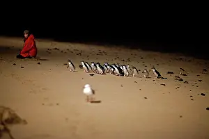 Eudyptula: Little / Little Blue / Fairy Penguin - tourists and a ranger