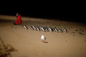 Eudyptula: Little / Little Blue / Fairy Penguin - tourists and a ranger