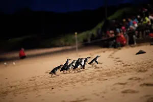 Eudyptula: Little / Little Blue / Fairy Penguin - tourists and a ranger