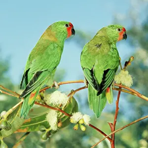 Pusilla: Little Lorikeet