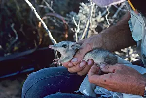 Bandicoot: Little marl (Western barred bandicoot) (Perameles