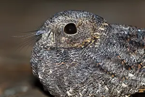 Parvula: Little Nightjar (Setopagis parvula) laying on t