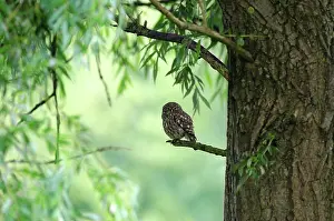 Parkland: Little Owl