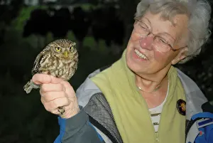 Older: Little Owl