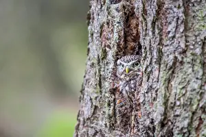 Bohemia: The little Owl