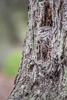 Bohemia: The little Owl
