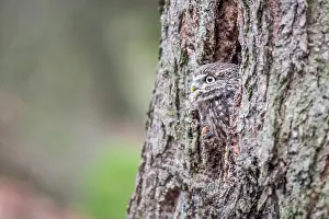 Bohemia: The little Owl