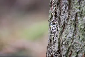 Hollow: The little Owl