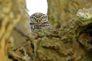 Populus: Little Owl