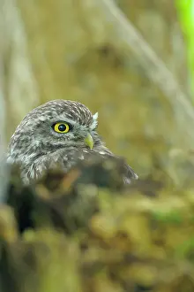 Scanning: Little Owl
