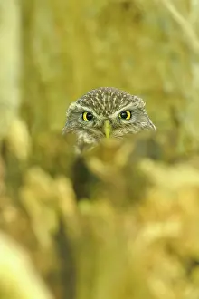 Ijsseldelta: Little Owl