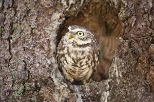 Hollow: Little Owl