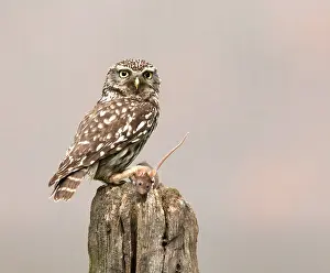 Achterhoek: Little Owl