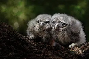 Bokeh: Little Owl