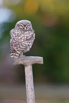 Handle: Little Owl