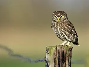 Noordeinde: The little Owl