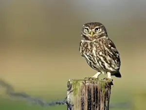 Noordeinde: The little Owl