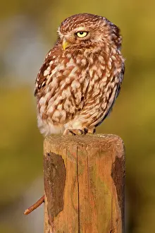 Lutjewinkel: Little Owl
