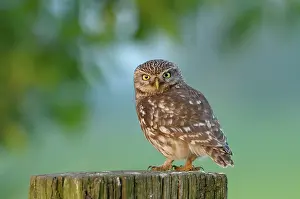 Kampen: Little Owl