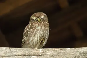 Rusenski: Little Owl
